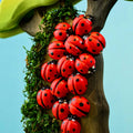 Bumbu Ladybug