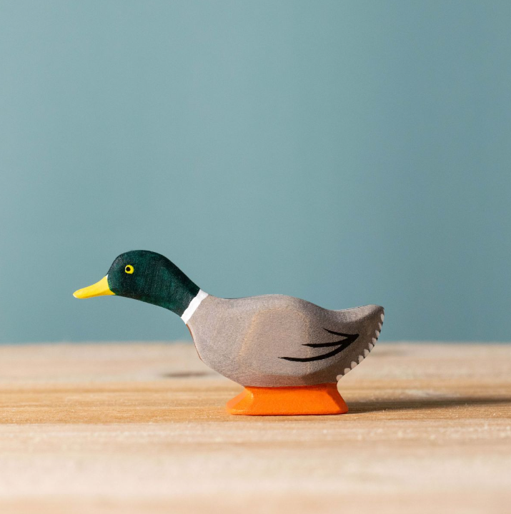 Bumbu Mallard Duck, Curious